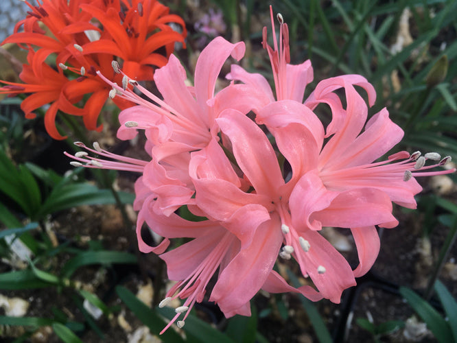 NERINE 'PAMELA NORRIS'