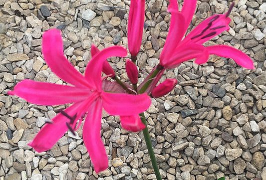 NERINE 'PURPLE PRINCE'
