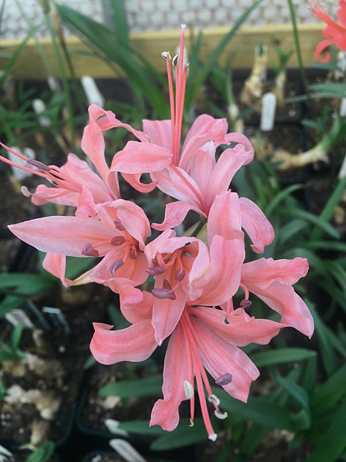 NERINE 'PRISCILLA'