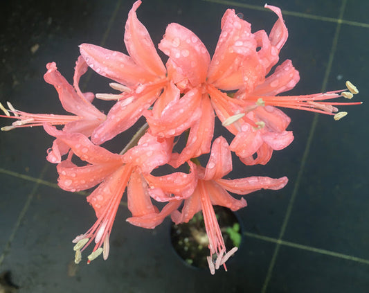 NERINE P.SMITHERS SEEDLING