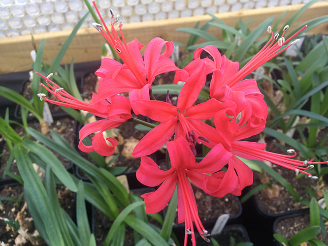 NERINE 'PHOENIX' x 'CELUM'