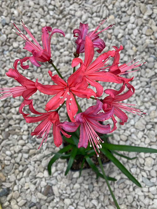NERINE 'RED ADMIRAL'