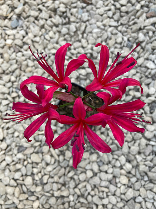 NERINE 'RADNOR'