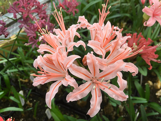 NERINE 'RAMSDOWN'