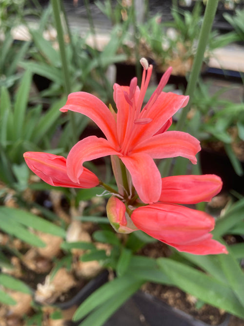 NERINE 'RANDOM KNOT'