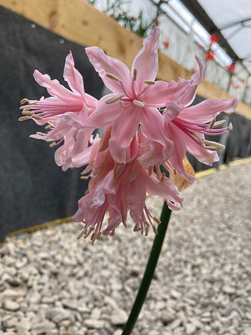 NERINE 'ROMSEY'