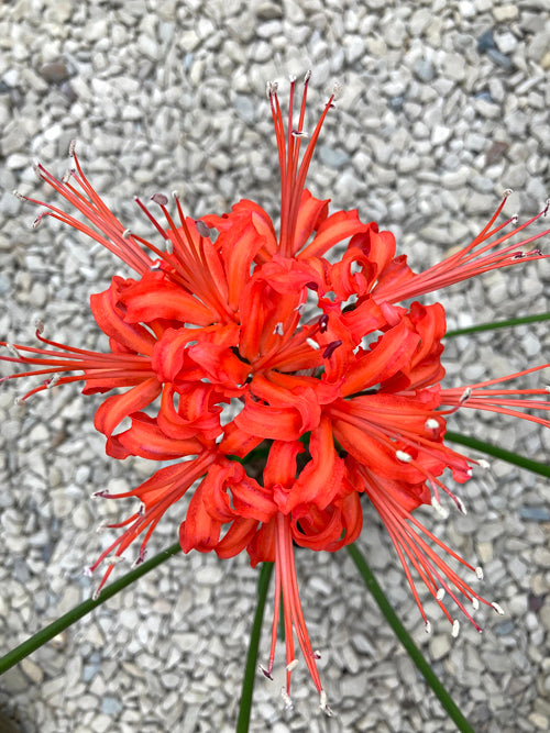 NERINE 'ROTHERSIDE' 413