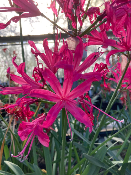 NERINE 'RUSHMERE STAR' 717