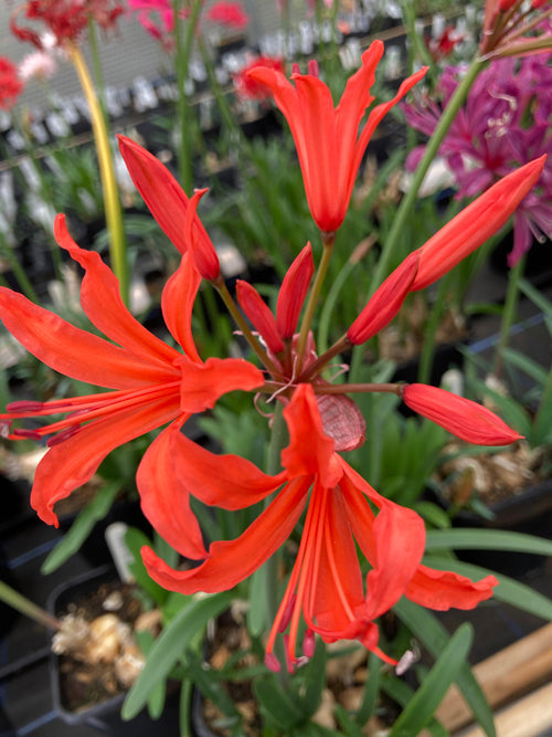 NERINE 'ROSIE VEIL'