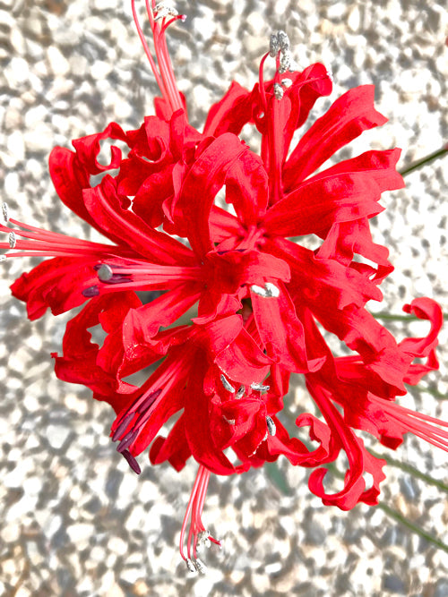 NERINE 'RUSHMERE VICTOR' 415