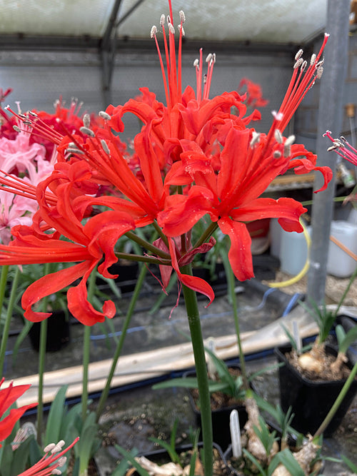 NERINE SARNIENSIS 1