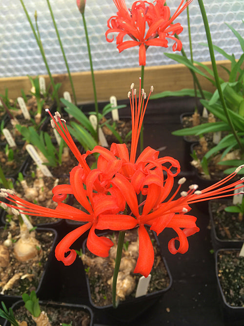 NERINE SARNIENSIS 490