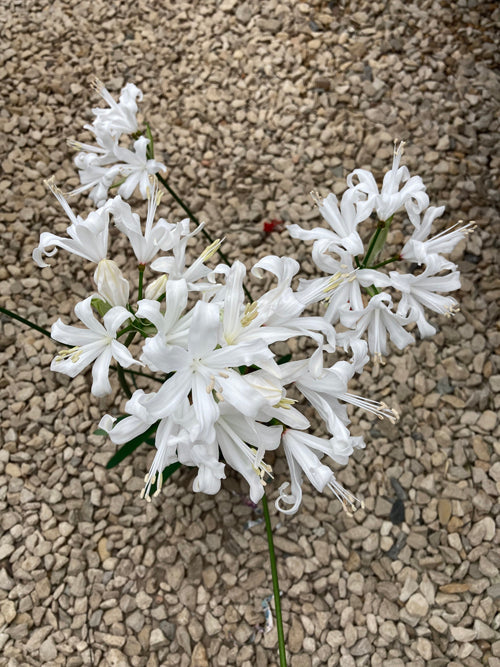 NERINE SARNIENSIS 'ALBA' 423