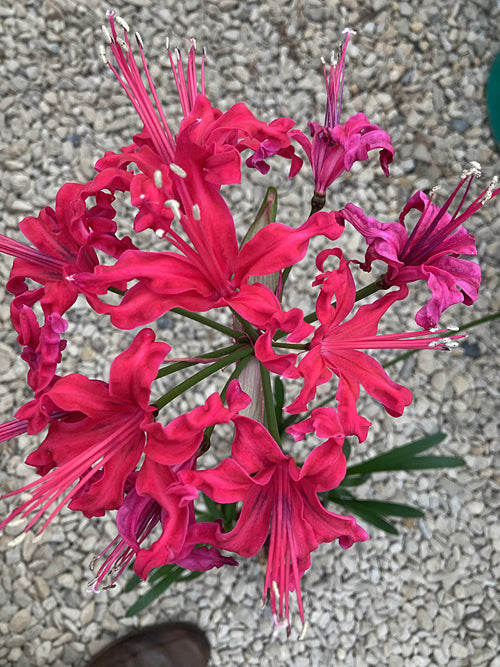 NERINE 'SARAH' 522