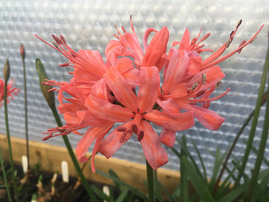 NERINE 'SARAH' 84