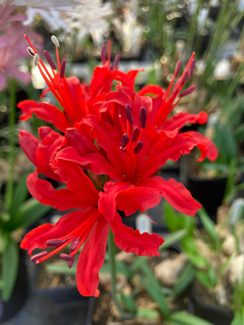 NERINE 'SPITFIRE'