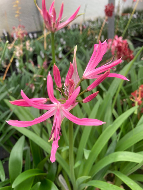 NERINE 'SPETCHLEY PARK PINK' 94