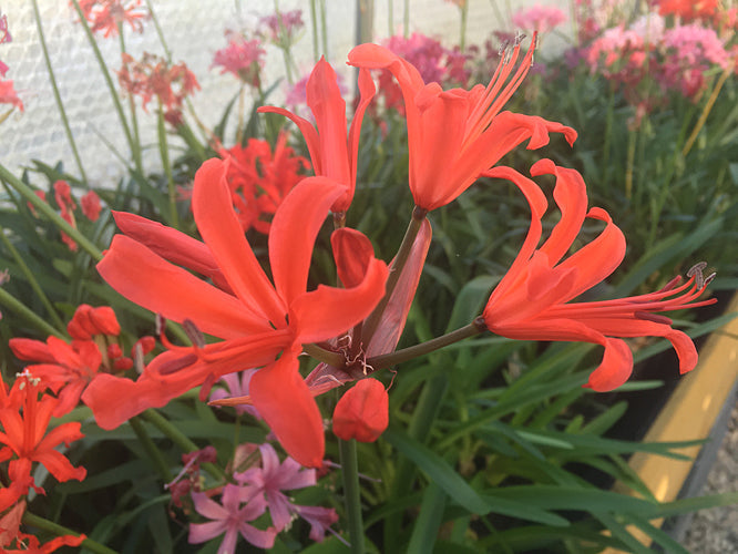 NERINE 'SALMON SUPREME' 112