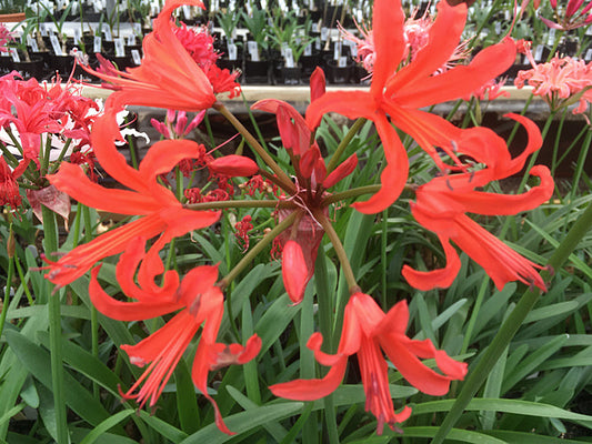 NERINE 'SALMON SUPREME' 419