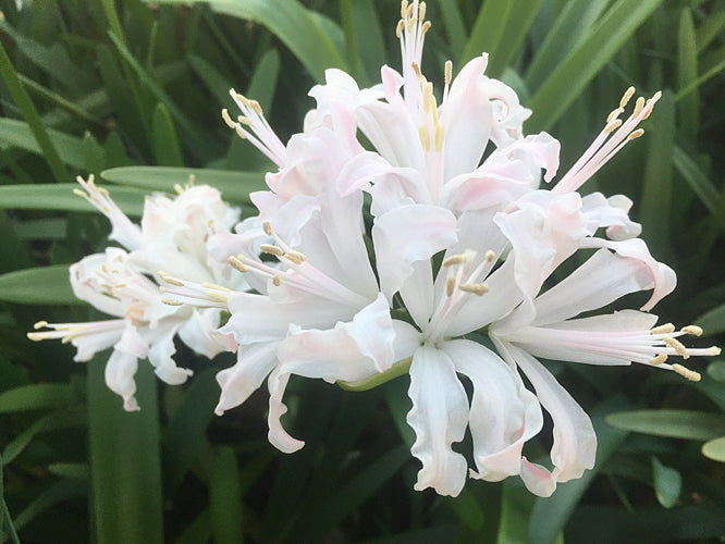 NERINE 'SPRINGBANK SOPHIE'