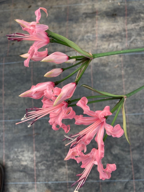 NERINE 'SUGARSTICK'
