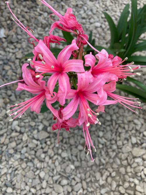 NERINE 'STEPHANIE' 443