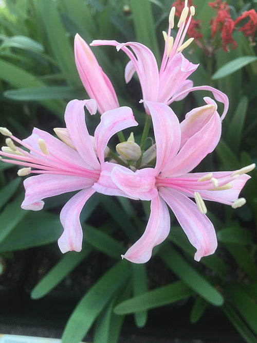 NERINE 'STEPHANIE' 497