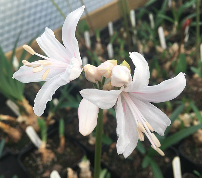 NERINE SARNIENSIS WHITE