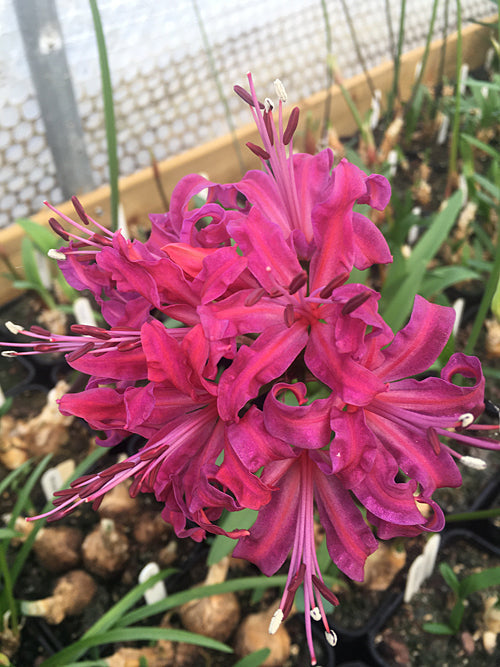 NERINE 'TUGELA'