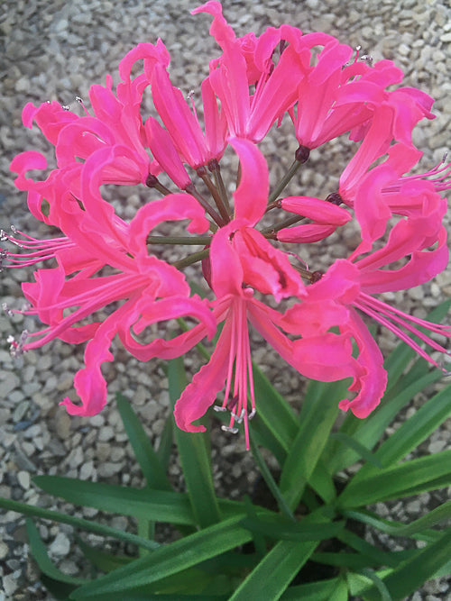 NERINE 'TWEEDLEDUM'