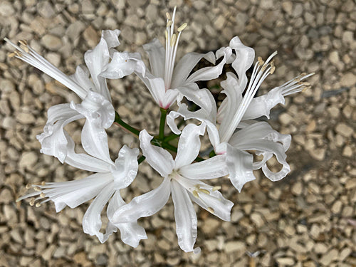 NERINE V G WHITE SEEDLING
