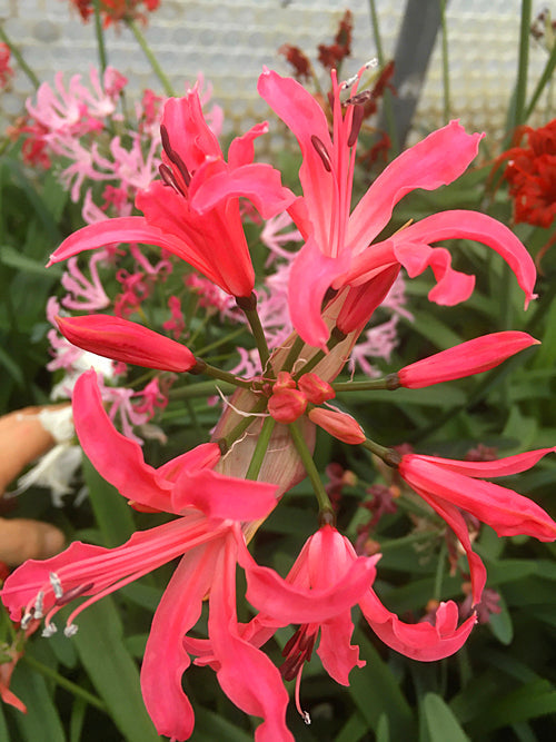 NERINE x VERSIColour 'MANSELLII' 465