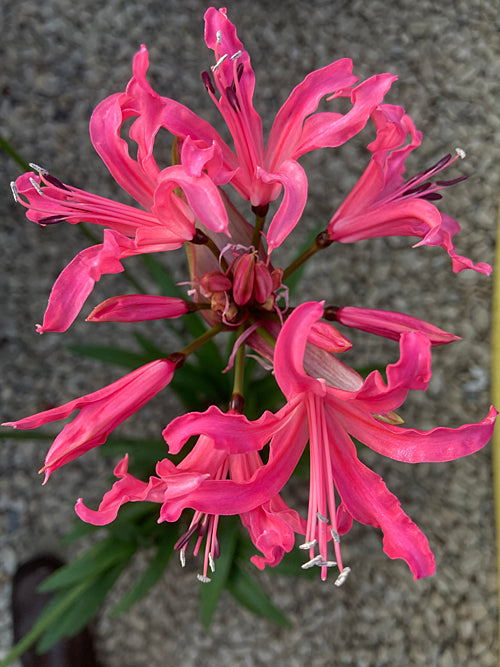 NERINE x VERSIColour 'MANSELLII' 511