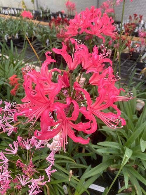 NERINE x VERSIColour 'MANSELLII' 63