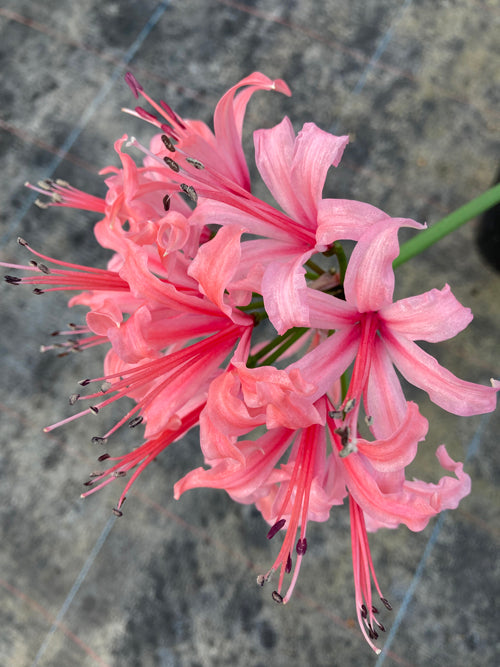 NERINE 'YAVERLAND'