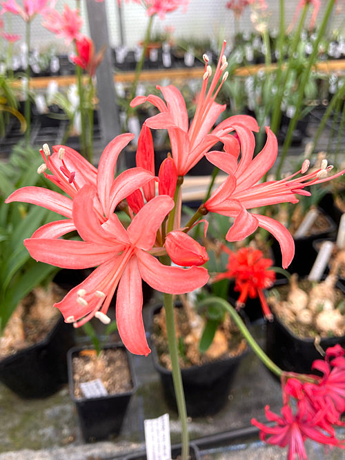 NERINE 'ZEAL GRILSE'