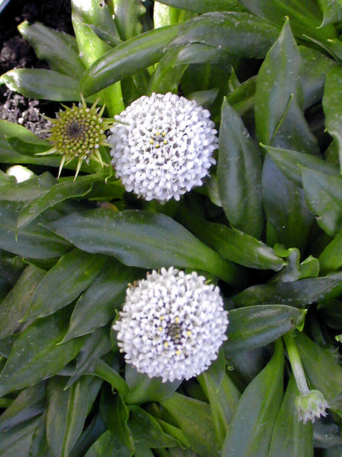 NABLONIUM CALYCOROIDES