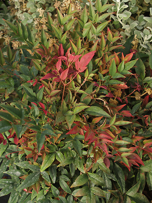 NANDINA DOMESTICA 'OBSESSED'