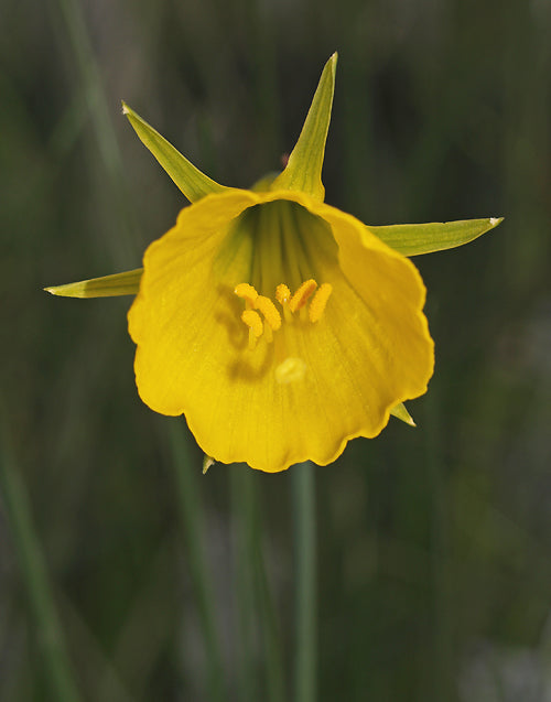 NARCISSUS BULBOCODIUM subsp.BULBOCODIUM var.CONSPICUUS