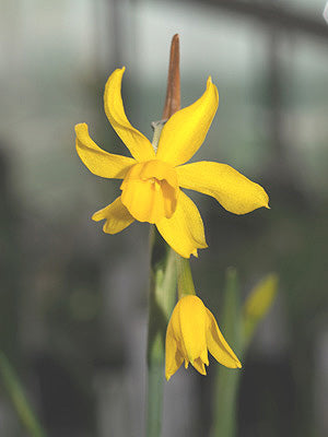 NARCISSUS FERNANDESII