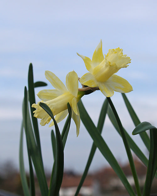 NARCISSUS 'GIPSY QUEEN'