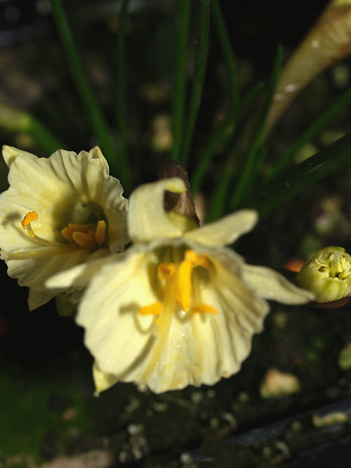 NARCISSUS HEDREANTHUS SPG 15