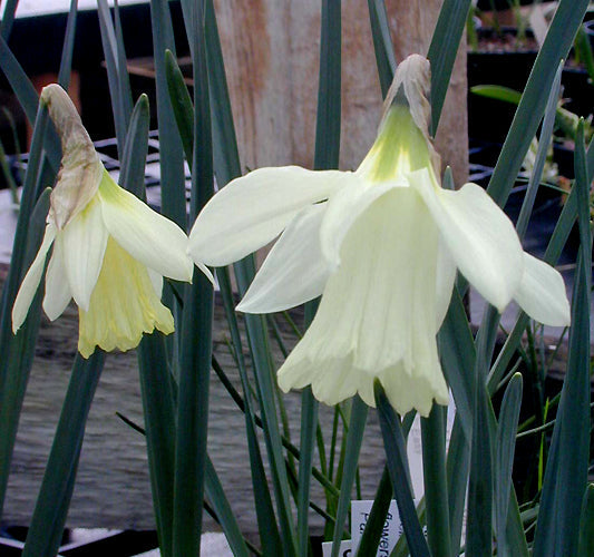 NARCISSUS MOSCHATUS