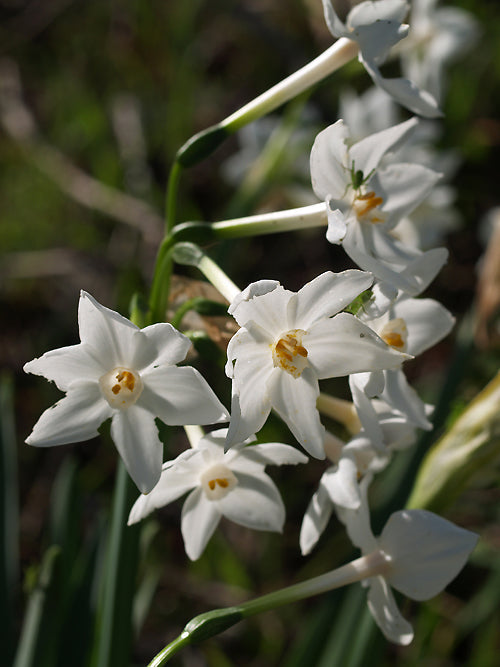 NARCISSUS PAPYRACEUS subsp.POLYANTHUS B&F MA-1
