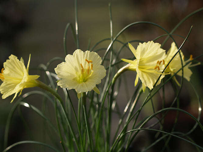 NARCISSUS ROMIEUXII 'JULIA JANE'