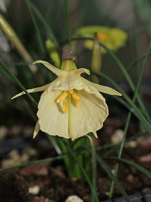 NARCISSUS ROMIEUXII subsp.PALLIDUS SB&L 237