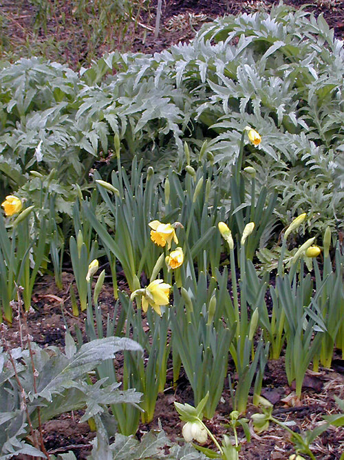 NARCISSUS 'RIJNVELD'S EARLY SENSATION'
