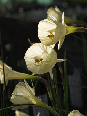 NARCISSUS ROMIEUXII clone 1 ('JULIA JANE')