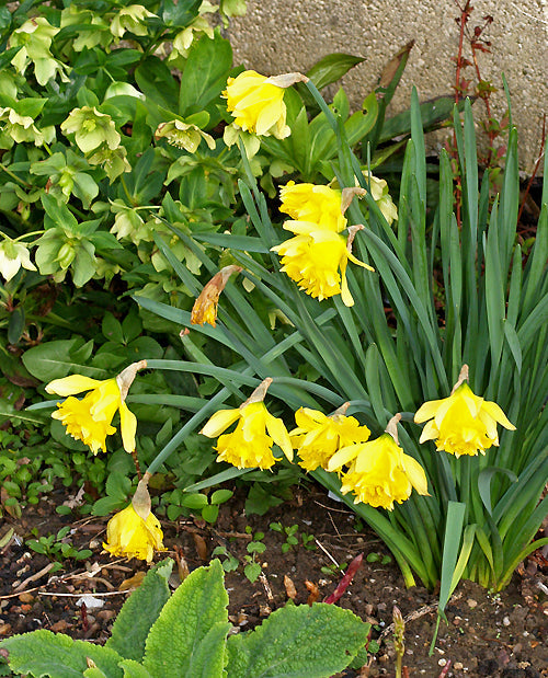 NARCISSUS 'TELAMONIUS PLENUS'