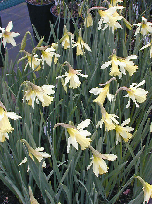 NARCISSUS 'W.P.MILNER'
